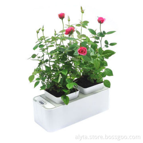 DIY product mini plant magic plant